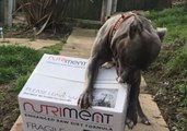 Doggo Devours Mail to Get to Dinner