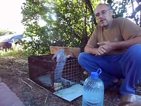 Разведение кроликов в домашних условиях для чайников и дачников