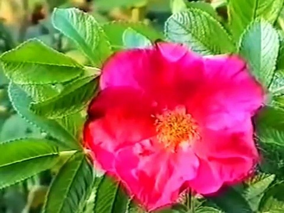 16. Лечебные растения чистотел, шиповник и яблоня.