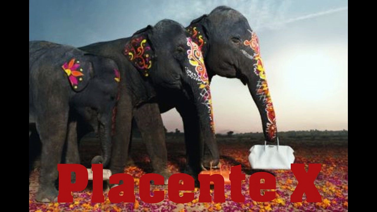 Electro Indian House - Placente X