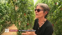 Agriculture : des fruits et légumes dans le désert