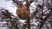Il neutralise un nid de frelons asiatiques à plus de 10m de haut dan sun arbre