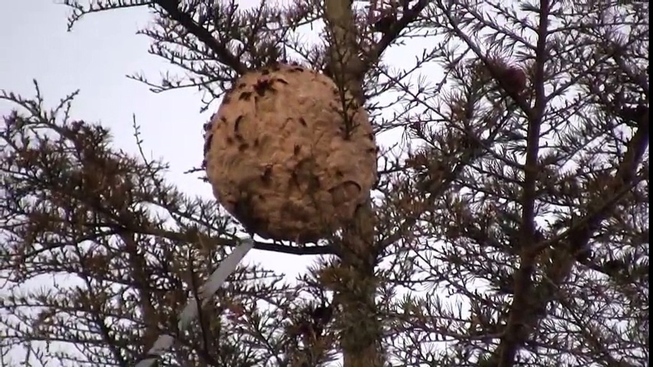 Il neutralise un nid de frelons asiatiques à plus de 10m de haut dan sun arbre
