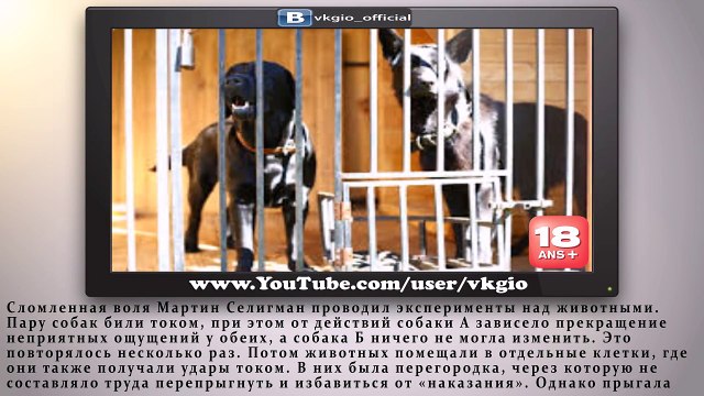 5 Самых аморальных экспериментов, сделанных ради науки - Интересные Факты