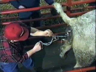 Miracle of Birth-Calf