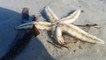 Starfish Race: See How they Move on Shore and How Fast They Can Move/Science Homeschooling Project/Amazing Sea Creature/See How Starfish Walk