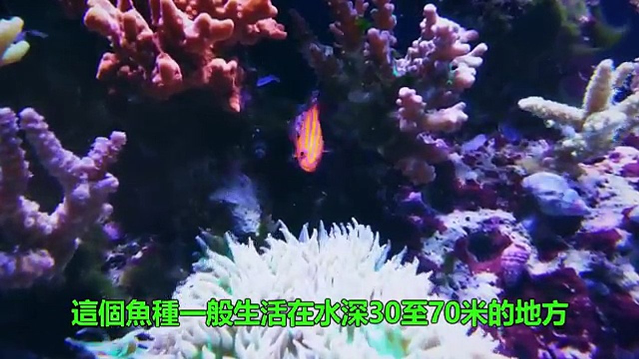 世界上最貴的10種熱帶魚 | Meow Meow