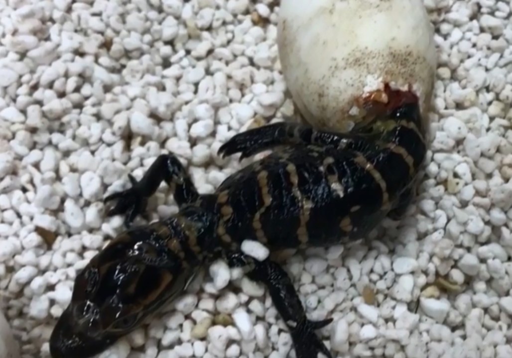 Australian Reptile Park Delighted With 'Easter' Alligator Eggs