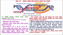 Bai giang Sinh hoc 9 - Bai 17 - Moi quan he giua gen va ARN