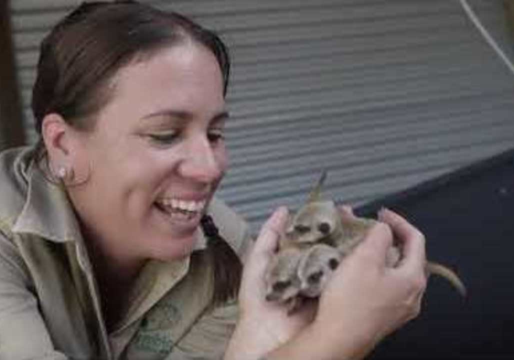 Gaggle of Baby Meerkats Born at Symbio Wildlife Park