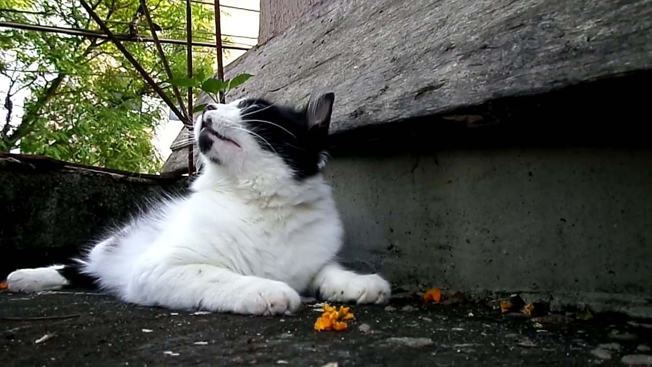 Cats calling birds compilation - chirping sound