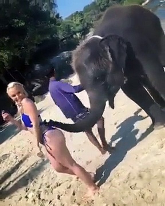 Kıza şaplak atan fil