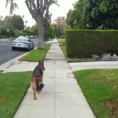 Köpek sahibini kaybettiğini sanınca