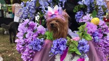Dozens of pets take part in Easter Bonnet Pet Parade in Florida