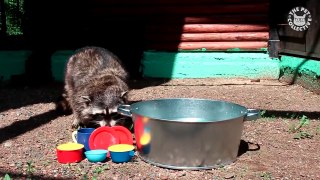 Try Not To Laugh - Funny Raccoon Video Compilation 2018