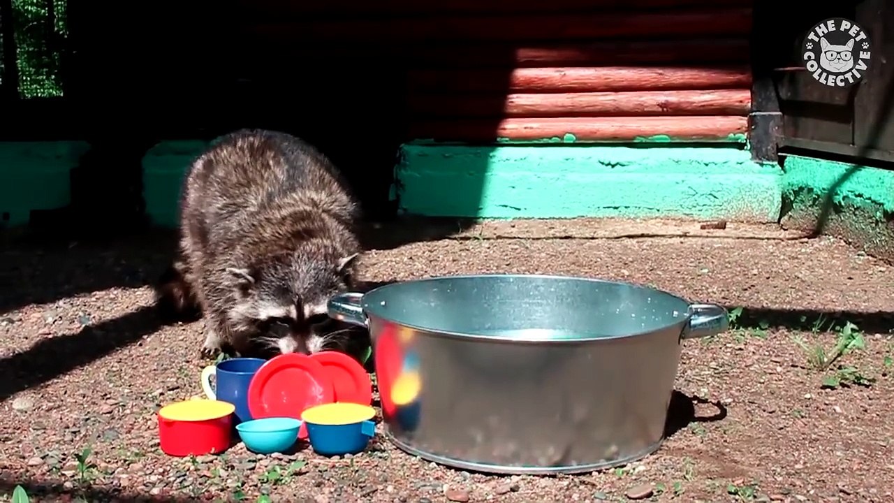 Try Not To Laugh - Funny Raccoon Video Compilation 2018 - Video Dailymotion
