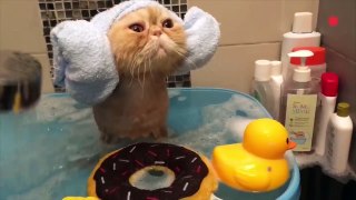 Shower Pets - Funny Pet Video Compilation 2018