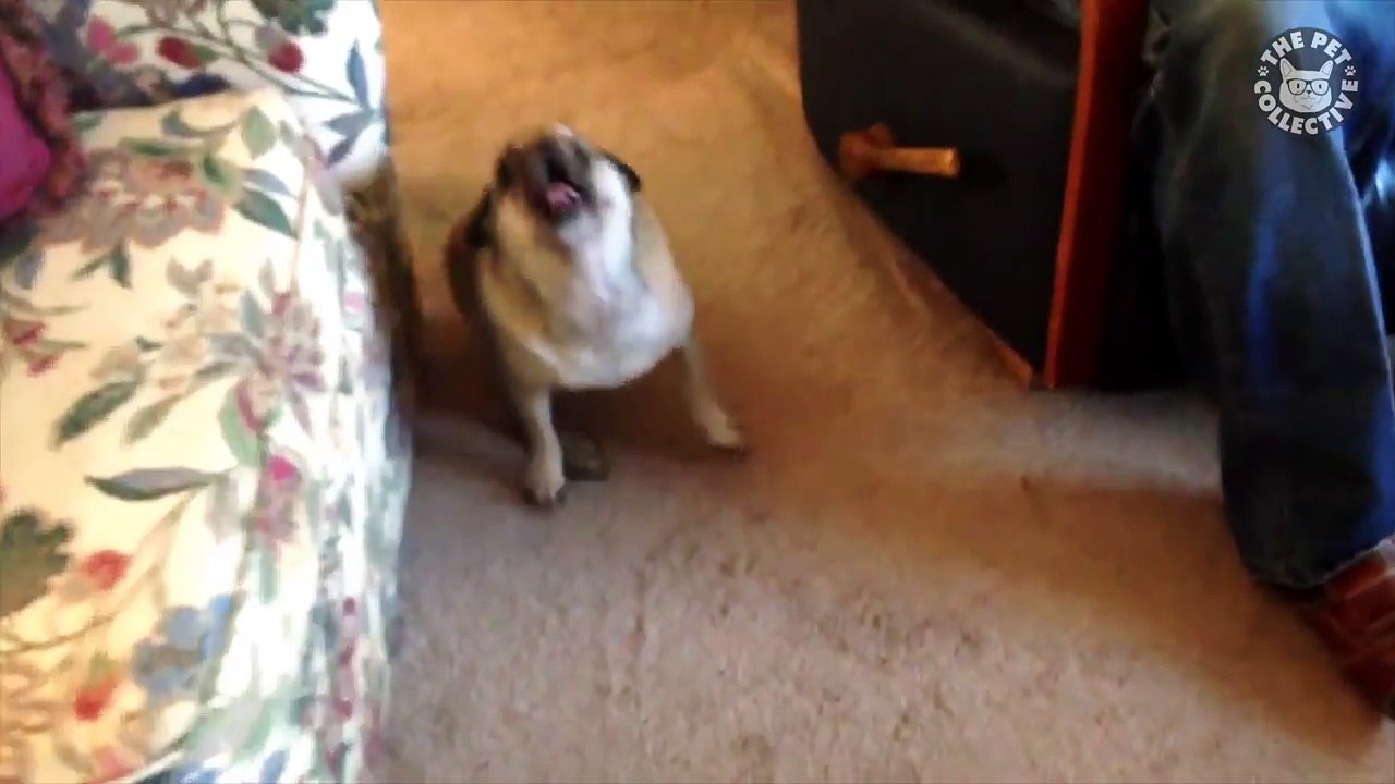 Soap Opera Pets - Funny Pet Video Dramatic Compilation 2018