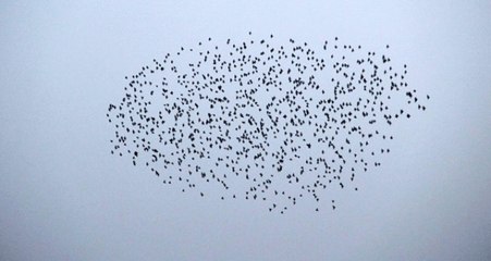 Binlerce Sığırcık 15 Dakika Dans Etti, İzleyenler Büyülendi