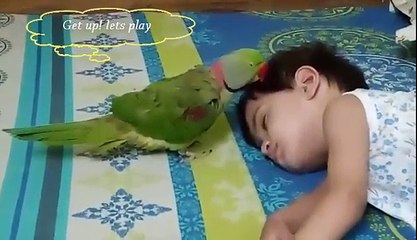 Funny Parrot - Get up let's play - My cute parrot wants to play with his Bestie