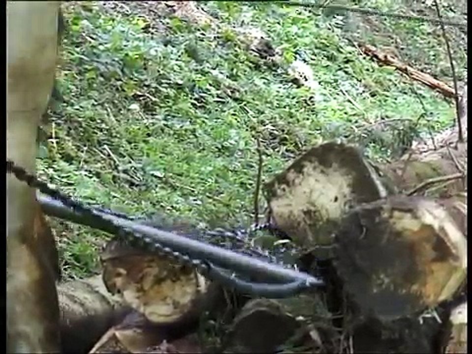 Strong Belgian Draft Horses-Horses Moving Logs