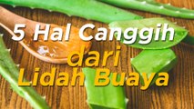 5 Hal Canggih dari Lidah Buaya