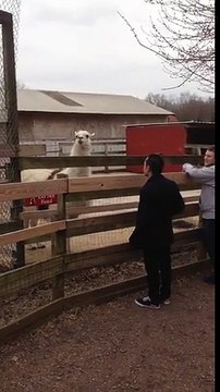 Parle à un Lama.. il te crachera dessus !