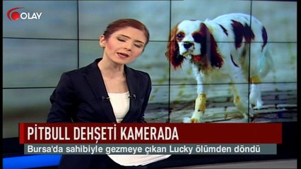 Pitbull dehşeti kamerada