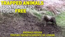 Campanha que expõe a crueldade sofrida pelos animais em prol das roupas de pele está a chocar o mundo inteiro!