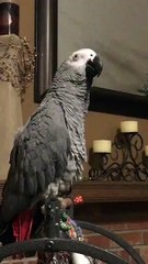 Hopefully this Parrot Alarm Clock has a snooze button! Thanks to