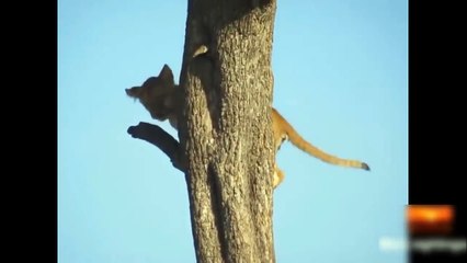 Funny Leopard Scared,  Climbs  Tree to Hide From Buffalo Attack