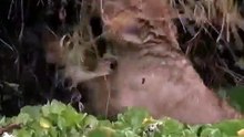 Funny Lion Cub Falls in the Water: Little Big Cat - See What The  Lion Pride  Did!
