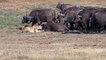See What The Herd of Buffalo Did To Lioness Holding A Buffalo