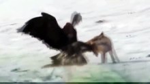 Amazing: Eagle Attacks Fox in The Mountain Hills