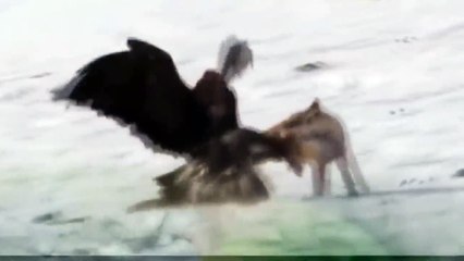 Amazing: Eagle Attacks Fox in The Mountain Hills