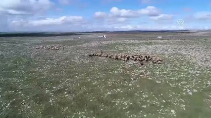 Türkiye'den Fırat Kalkanı Bölgesine Tarımsal Destek