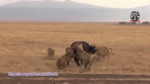 Most Amazing Wild Animal Attacks:  4 - Lion Attack Buffalo