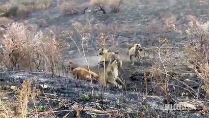 Most Amazing Wild Animal Attacks: Lone Lion vs Hyenas