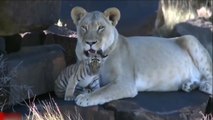 Mother Lion Adopts Baby Tiger as Mother Went Hunting!