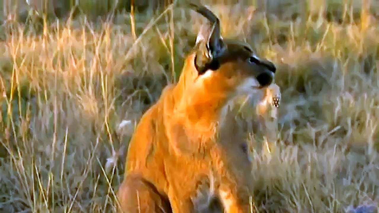 Amazing: See How This Wild Cat Attacks Guinea  Fowl