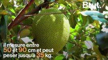 Le fruit du jacquier, une 