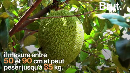 Le fruit du jacquier, une "viande sans viande"