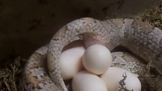 Corn Snake laying an egg