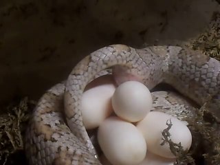 Corn Snake laying an egg