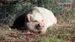 Babi piaraan: Pria Kanada minta maaf setelah memakan babi Molly - TomoNews