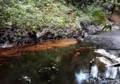Colombian Oil Company Delays Acting on Spill, Thousands of Animals Perish