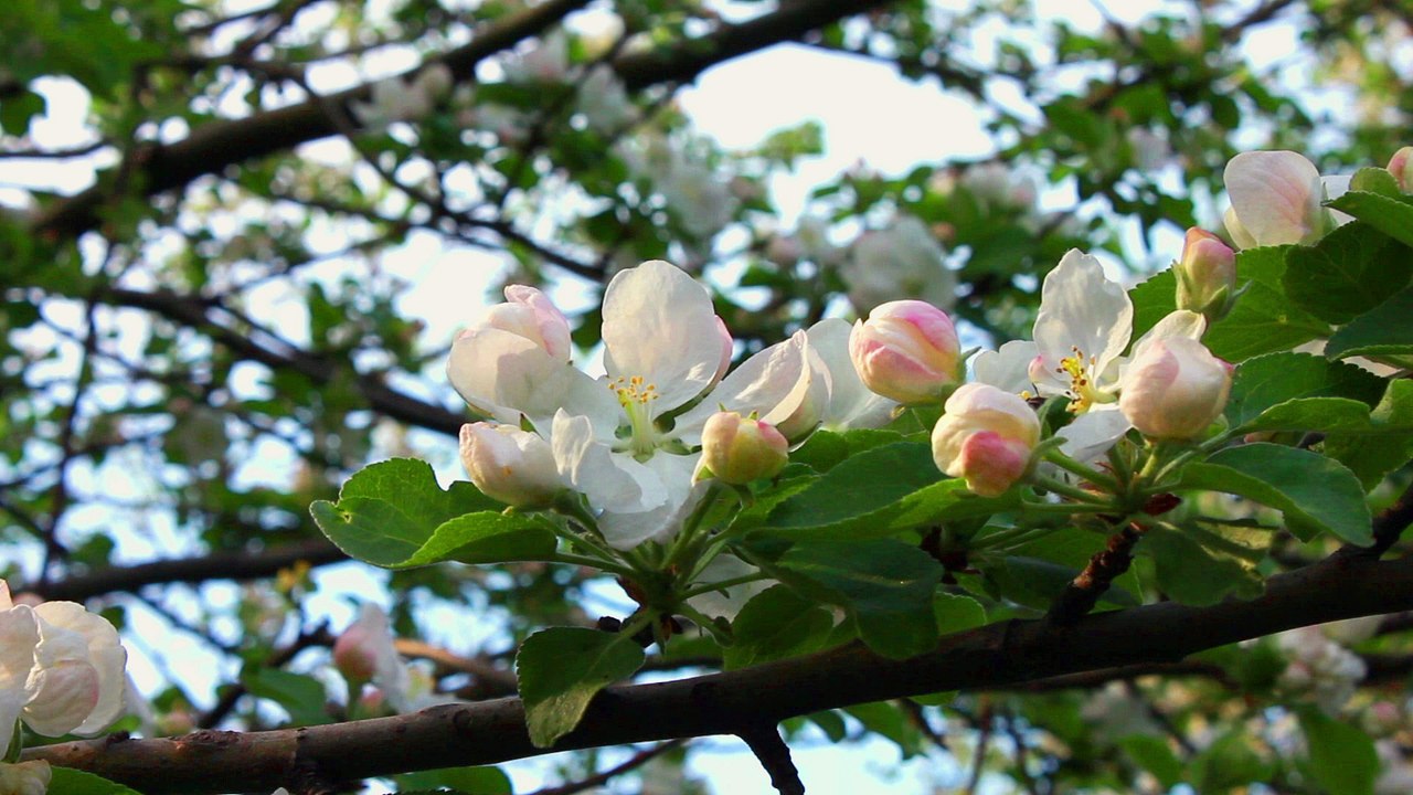 springtime - apple flowers - free stock footage