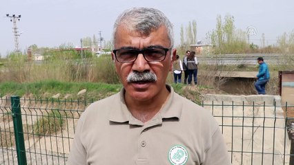 Suyu azalan kanalda mahsur kalan balıklar için seferber oldular - IĞDIR