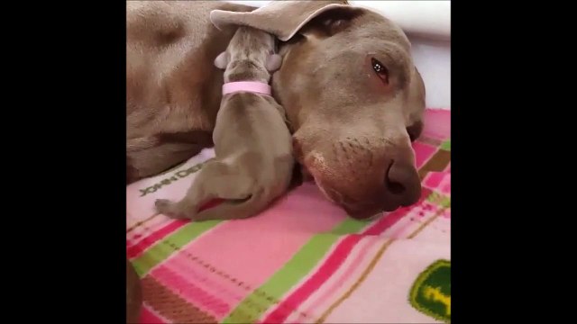 Ce chiot utilise l'oreille de maman comme couverture... Adorable