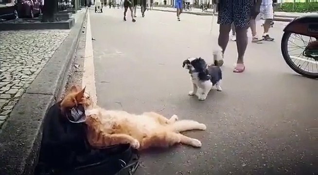 Köpeğin Tepkisine Kılını Bile Kıpırdatmayan, Dünya Yıkılsa Umurunda Olmayacak Kedi